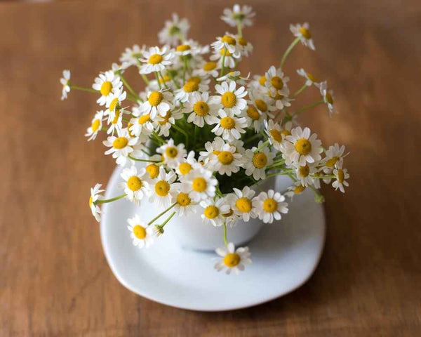 Chamomile Seeds