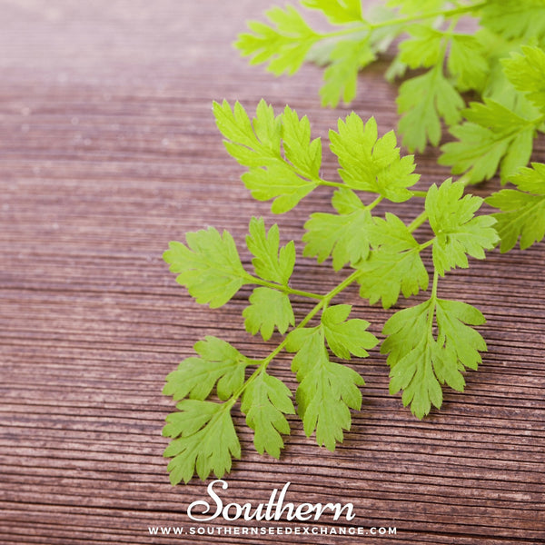 Flat Chervil – 200 Seeds