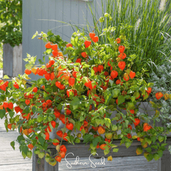 Chinese Lantern – 50 Seeds