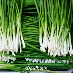 Garlic Chives – 250 Seeds