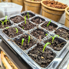 Chlorophytum Amaniense 'Fire Flash' Seeds