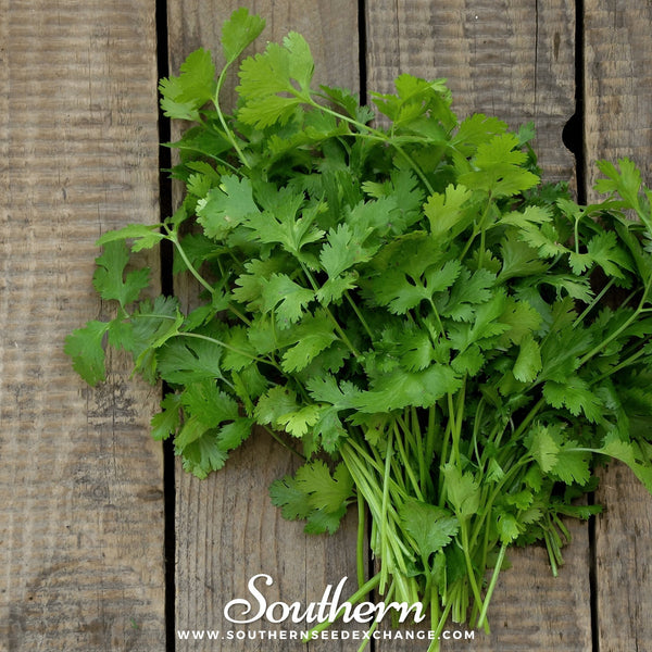 Calypso Cilantro – 100 Seeds