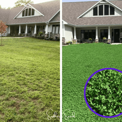 Micro Clover (Mini) – 10,000 Seeds