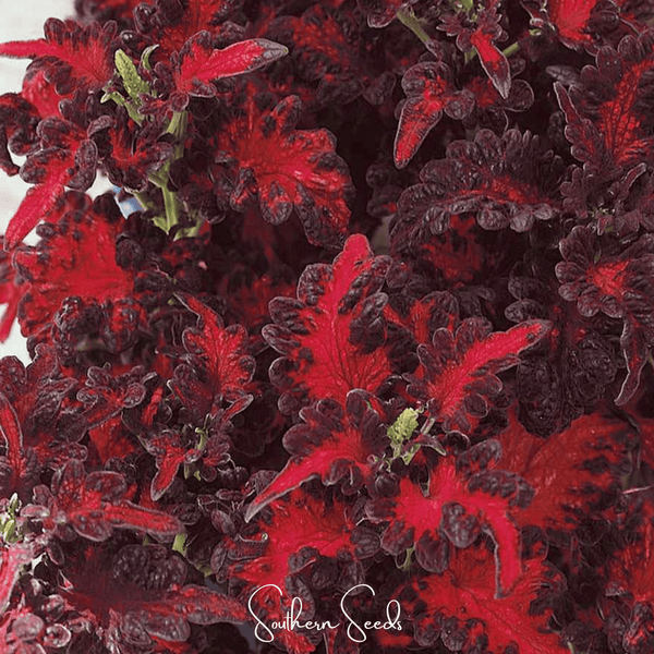 Black Dragon Coleus – 20 Seeds