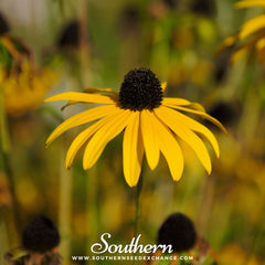 Yellow Coneflower – 100 Seeds