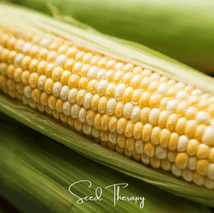 Peaches & Cream Corn – 30 Seeds