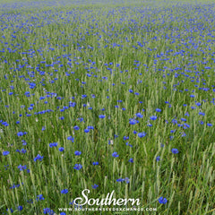 Tall Blue Cornflower – 100 Seeds