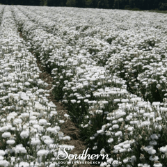 Tall White Cornflower – 100 Seeds