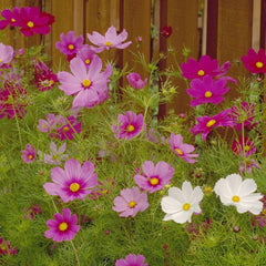 Cosmos, Sensation Mix (1/4 lb)