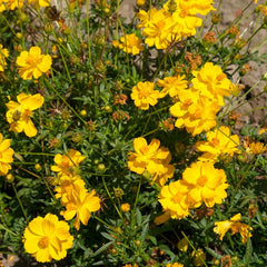 Cosmos, Yellow (pack)