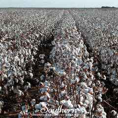 Upland Cotton – 20 Seeds