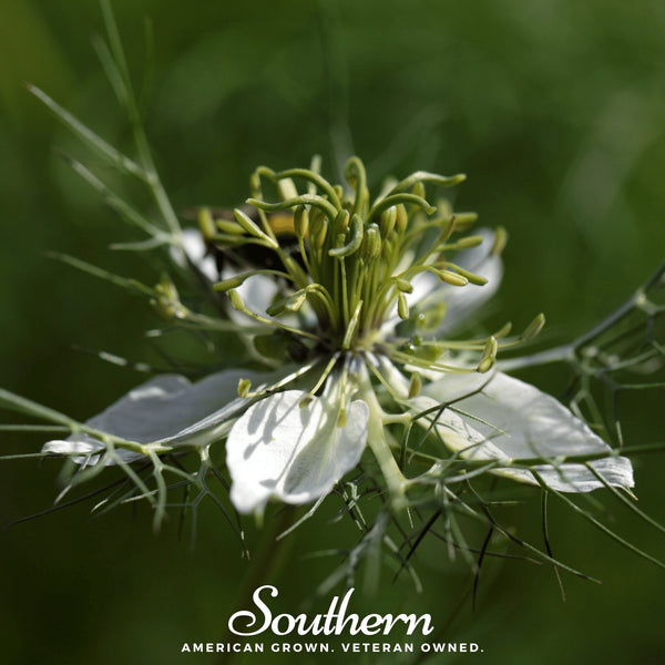 Black Cumin – 50 Seeds