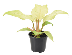 Philodendron Snowdrift 4 inch Grower Pot