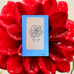 Dahlia Seeds