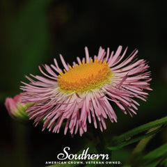 Dainty Daisy Fleabane – 100 Seeds
