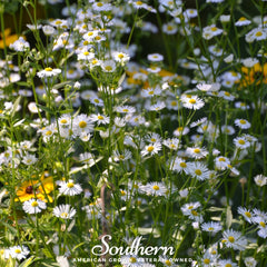 Dainty Daisy Fleabane – 100 Seeds