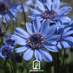 The Blues Blue Daisy – 50 Seeds