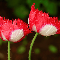 Danish Flag Poppy – 100 Seeds