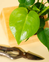 4" Monstera 'Deliciosa'