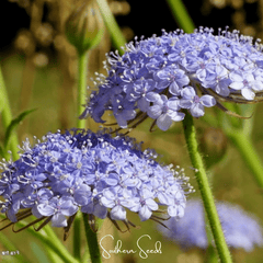 Blue Lace Flower Didiscus – 50 Seeds