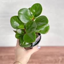 Baby Rubber Plant