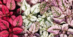 Polka dot Plant