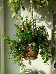 Goldfish Plant
