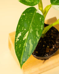 4" Philodendron 'Jose Buono Fiesta'