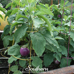 Rosa Bianca Eggplant – 50 Seeds