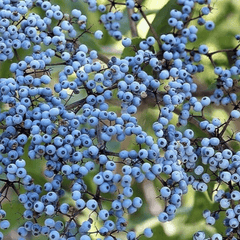 Elderberry Seed Collection (American Black • Red • Blue)
