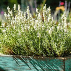 Ellagance Snow Lavender – 20 Seeds