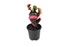 Croton Rose 4 inch in Grower Pot