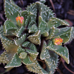 Faucaria 'Tiger's Jaws' Seed Mix