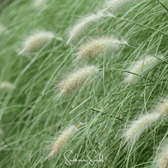 Feathertop – 25 Seeds