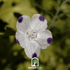 Five Spot – 50 Seeds