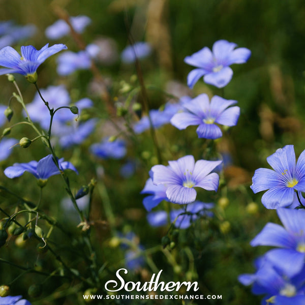 Blue Flax – 100 Seeds