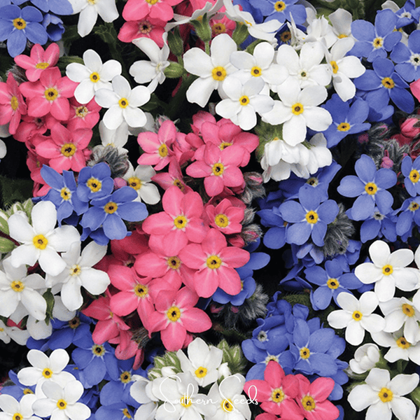 Forget Me Not Mix – 100 Seeds