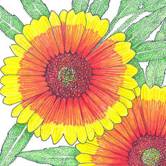 Gaillardia, Indian Blanket (1/4 lb)