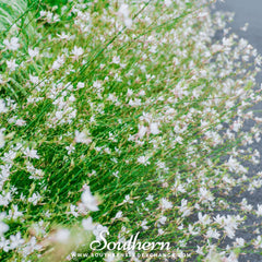 Gaura – 50 Seeds