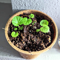 Geranium Seeds