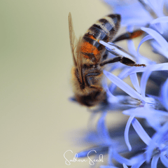 Southern Globe Thistle – 25 Seeds