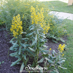 Showy Goldenrod – 100 Seeds