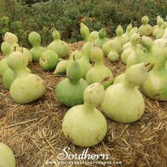 Birdhouse Bottle Gourd – 15 Seeds