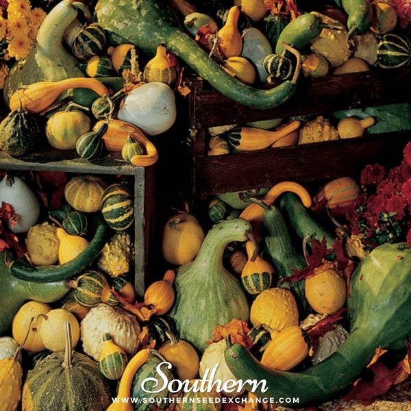 Large & Small Mix Gourds – 20 Seeds