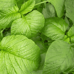 Green Callaloo Amaranth – 100 Seeds