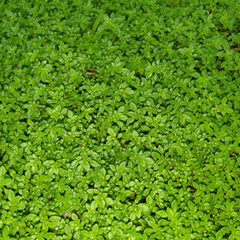 Green Carpet Rupturewort – 100 Seeds