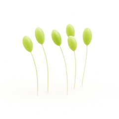 Green Lacewing Eggs