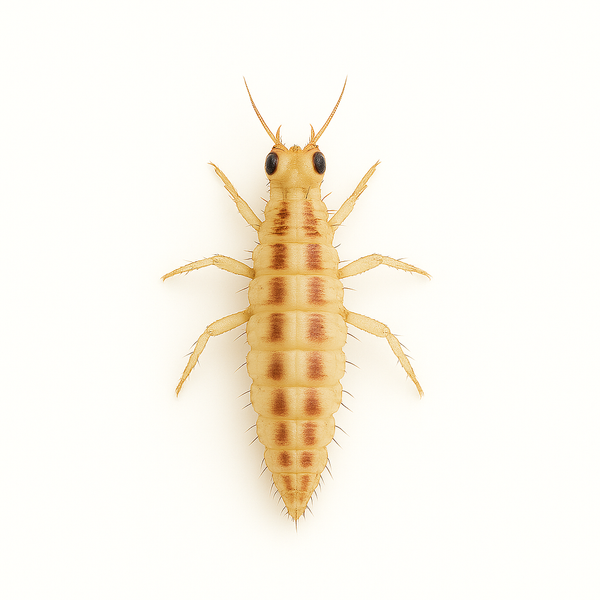 Green Lacewing Larvae
