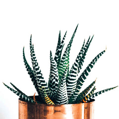 Haworthia Margaritifera 'Zebra Plant' Seeds