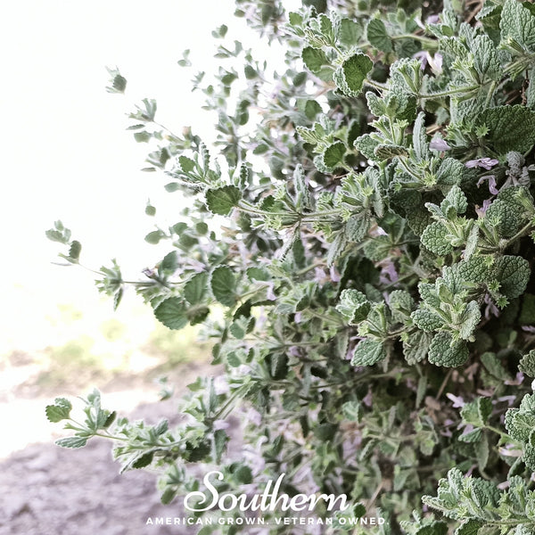 Horehound – 50 Seeds